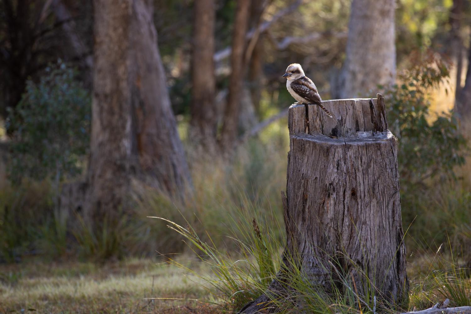 Girraween Country Inn Ballandean Dış mekan fotoğraf